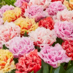 Tulip Collection 'Down Under' -Cheap Ethereal Yard Store tulip collection down under 3 scaled