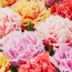 Tulip Collection 'Down Under'