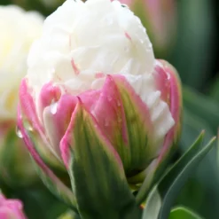 Tulip Collection 'Sorbetto' -Cheap Ethereal Yard Store tulip collection gelato 3 b6151bec 6cb0 4372 b420 d2fd3a575fca