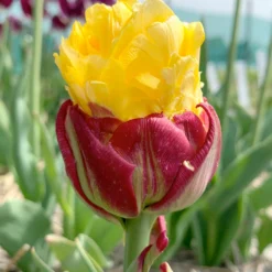 Tulip Collection 'Sorbetto' -Cheap Ethereal Yard Store tulip collection gelato 4 9fa580a3 66ac 453a 96e4 767117b35561