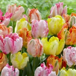 Tulip Collection 'Pastel Parrots' -Cheap Ethereal Yard Store tulip collection pastel parrots 1 scaled