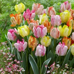 Tulip Collection 'Pastel Parrots' -Cheap Ethereal Yard Store tulip collection pastel parrots 2 scaled