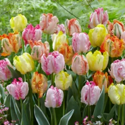 Tulip Collection 'Pastel Parrots' -Cheap Ethereal Yard Store tulip collection pastel parrots 3 scaled