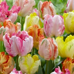 Tulip Collection 'Pastel Parrots' -Cheap Ethereal Yard Store tulip collection pastel parrots 4 scaled