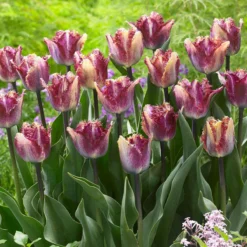 Tulip 'Colour Fusion' -Cheap Ethereal Yard Store tulip colour fusion 10