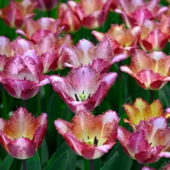 Tulip 'Colour Fusion' -Cheap Ethereal Yard Store tulip colour fusion 2 scaled