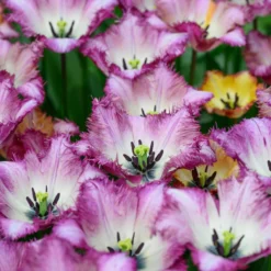 Tulip 'Colour Fusion' -Cheap Ethereal Yard Store tulip colour fusion 3 scaled