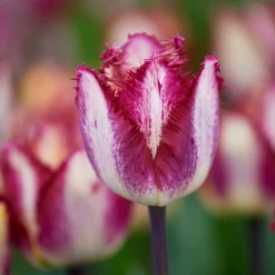 Tulip 'Colour Fusion' -Cheap Ethereal Yard Store tulip colour fusion 5