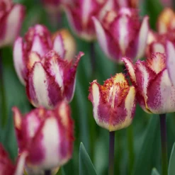 Tulip 'Colour Fusion' -Cheap Ethereal Yard Store tulip colour fusion 6