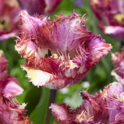 Tulip 'Colour Fusion' -Cheap Ethereal Yard Store tulip colour fusion 7