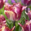 Tulip 'Colour Fusion'