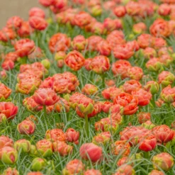 Tulip 'Copper Image' -Cheap Ethereal Yard Store tulip copper image 4