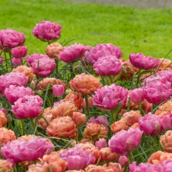 Tulip 'Copper Image' -Cheap Ethereal Yard Store tulip copper image 5