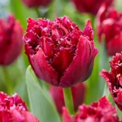 Tulip 'Cranberry Thistle' -Cheap Ethereal Yard Store tulip cranberry thistle 2