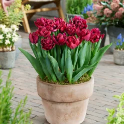 Tulip 'Cranberry Thistle' -Cheap Ethereal Yard Store tulip cranberry thistle 3