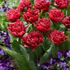 Tulip 'Cranberry Thistle' -Cheap Ethereal Yard Store tulip cranberry thistle 4