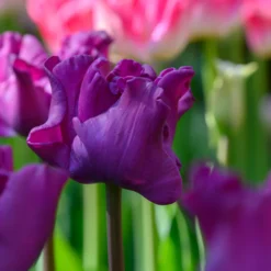 Tulip 'Crown Of Negrita' -Cheap Ethereal Yard Store tulip crown of negrita 1 scaled