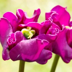 Tulip 'Crown Of Negrita' -Cheap Ethereal Yard Store tulip crown of negrita 10 scaled