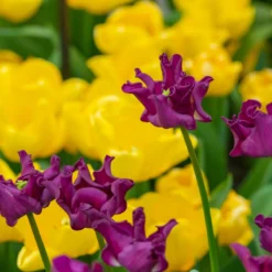 Tulip 'Crown Of Negrita' -Cheap Ethereal Yard Store tulip crown of negrita 5 scaled