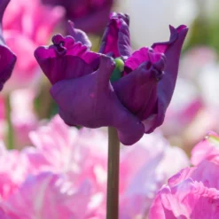 Tulip 'Crown Of Negrita' -Cheap Ethereal Yard Store tulip crown of negrita 7