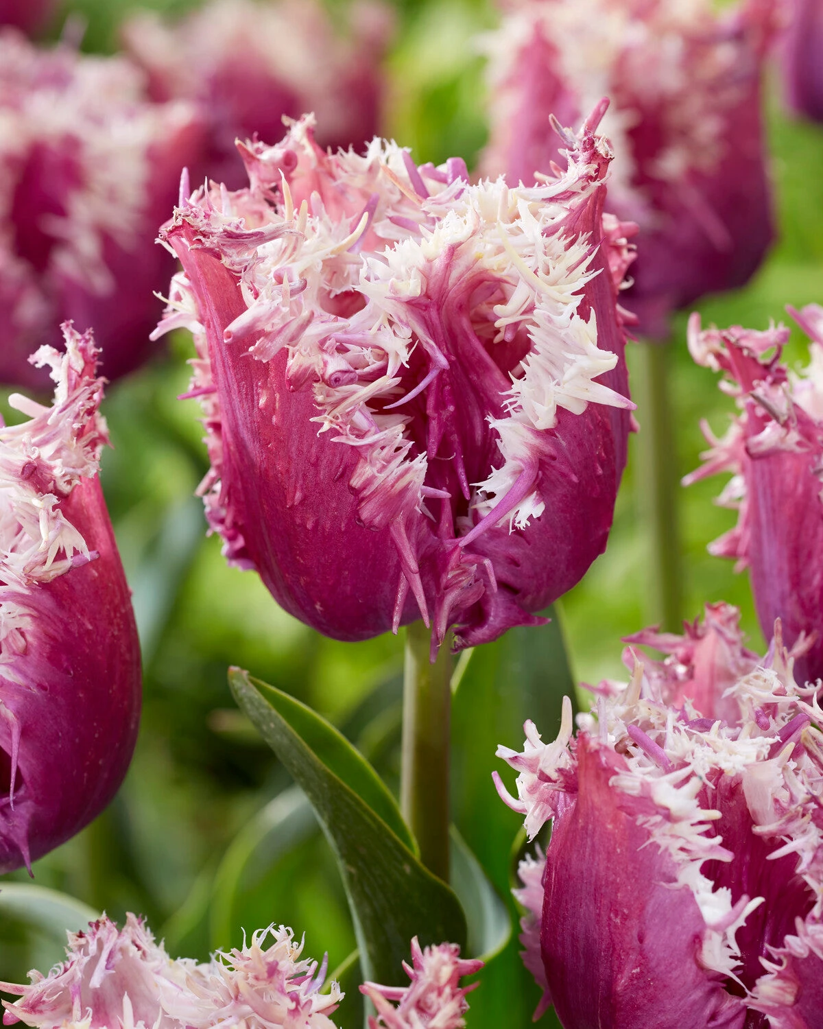 Tulip 'Crunchy Cummins' 1 Tulip 'Crunchy Cummins'