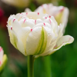 New Products -Cheap Ethereal Yard Store tulip danceline 0 scaled