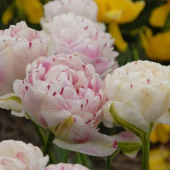 Tulip 'Danceline' -Cheap Ethereal Yard Store tulip danceline 4