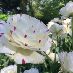 Tulip 'Danceline' -Cheap Ethereal Yard Store tulip danceline 6