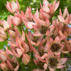 Tulip 'Danique' -Cheap Ethereal Yard Store tulip danique 5