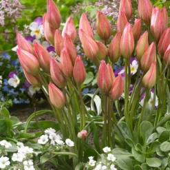 Tulip 'Danique' -Cheap Ethereal Yard Store tulip danique 6