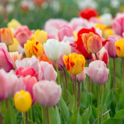 New Products -Cheap Ethereal Yard Store tulip darwin mixed 3