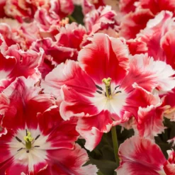 Tulip 'Dee Jay Parrot' -Cheap Ethereal Yard Store tulip dee jay parrot 2 scaled