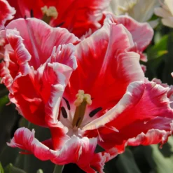 Tulip 'Dee Jay Parrot' -Cheap Ethereal Yard Store tulip dee jay parrot 4 scaled