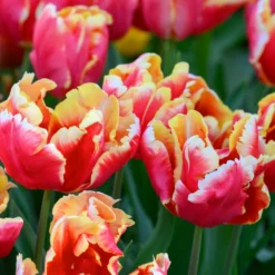 Tulip 'Dee Jay Parrot' -Cheap Ethereal Yard Store tulip dee jay parrot 6