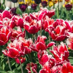 Tulip 'Dee Jay Parrot' -Cheap Ethereal Yard Store tulip dee jay parrot 7 scaled