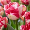 Tulip 'Double Blizz'