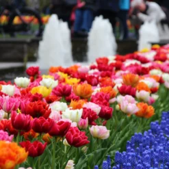 New Products -Cheap Ethereal Yard Store tulip double late mix 10