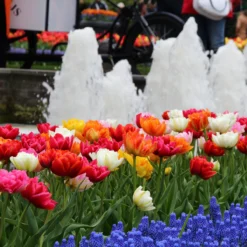 Tulip 'Double Mixed' -Cheap Ethereal Yard Store tulip double late mix 6