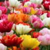 Tulip 'Double Mixed'
