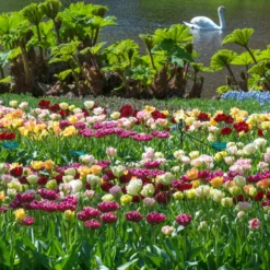 Tulip 'Double Mixed' -Cheap Ethereal Yard Store tulip double late mixed colours 2