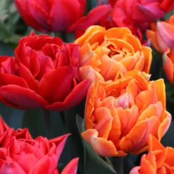 Tulip Collection 'Double Royale'