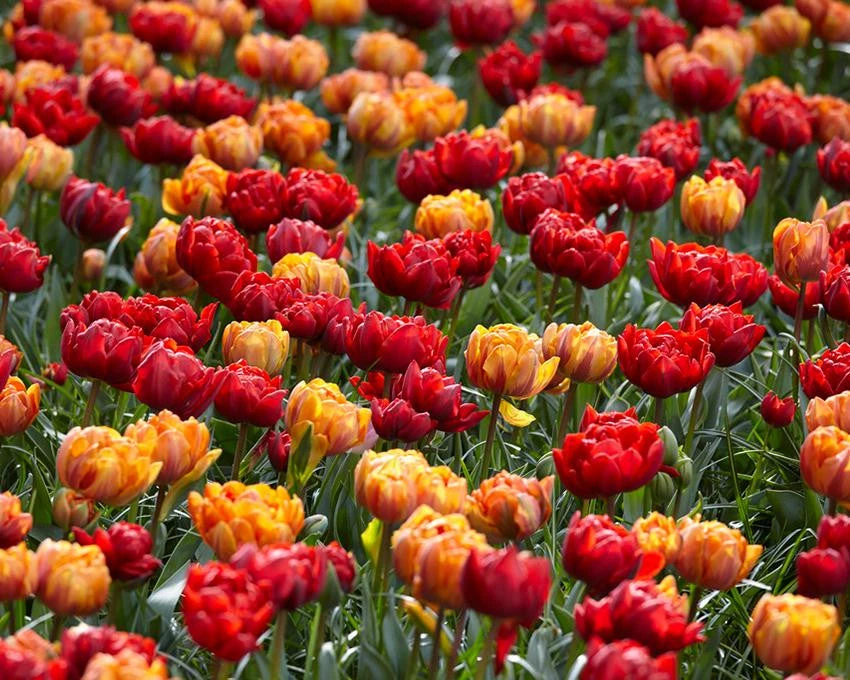 Tulip Collection 'Double Royale' 3 Tulip Collection 'Double Royale' - Image 3
