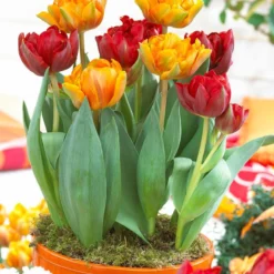 Tulip Collection 'Double Royale' 11 Tulip Collection 'Double Royale' -Cheap Ethereal Yard Store tulip double royale 2