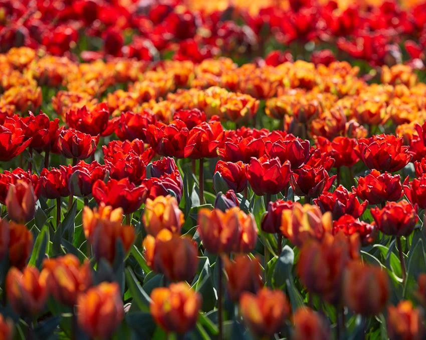 Tulip Collection 'Double Royale' 7 Tulip Collection 'Double Royale' - Image 7