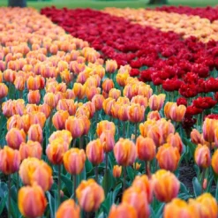 Tulip Collection 'Double Royale' 10 Tulip Collection 'Double Royale' -Cheap Ethereal Yard Store tulip double royale 4