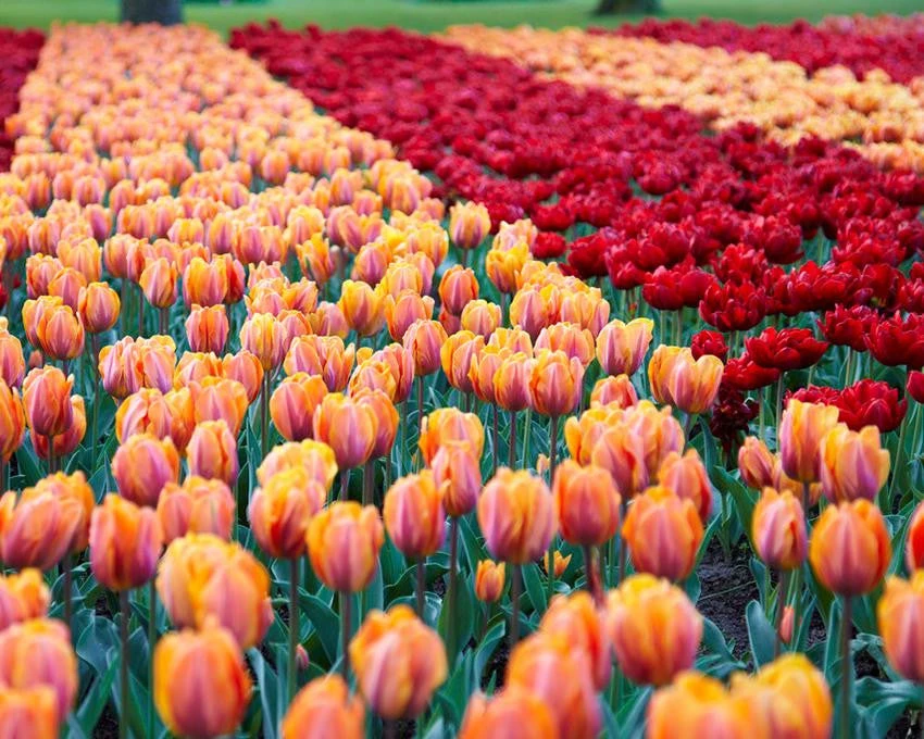 Tulip Collection 'Double Royale' 4 Tulip Collection 'Double Royale' - Image 4