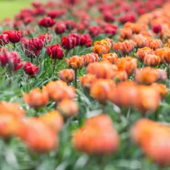 Tulip Collection 'Double Royale' 12 Tulip Collection 'Double Royale' -Cheap Ethereal Yard Store tulip double royale 5 scaled