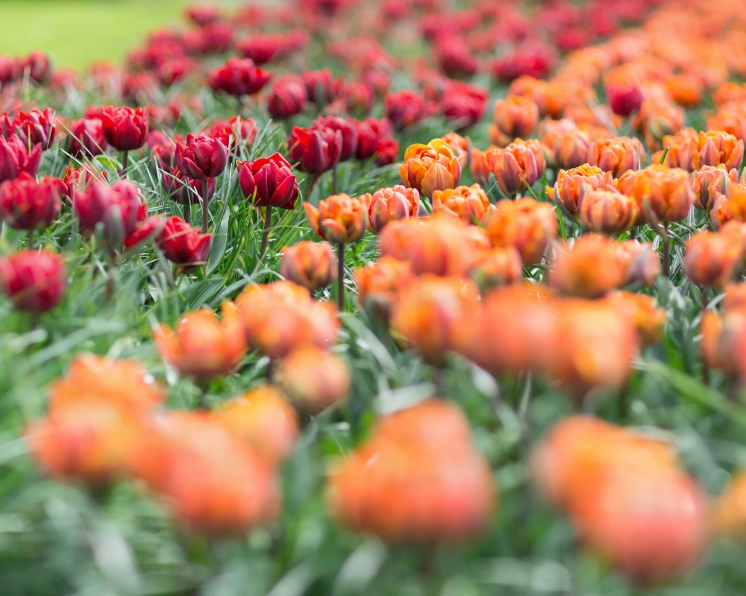 Tulip Collection 'Double Royale' 6 Tulip Collection 'Double Royale' - Image 6