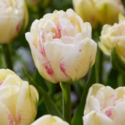 Tulip 'Double Shake' -Cheap Ethereal Yard Store tulip double shake 3