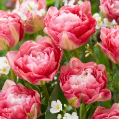 Tulip 'Double Sugar' -Cheap Ethereal Yard Store tulip double sugar 1